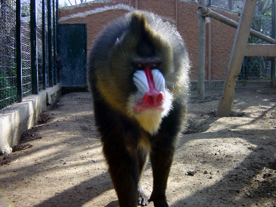 Mandrill