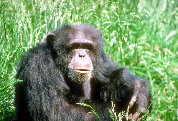 Chimpanz&eacute;