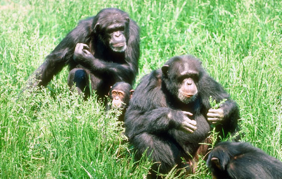 Chimpanz&eacute;