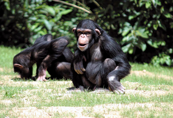 Chimpanz&eacute;