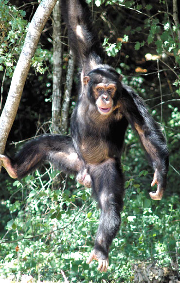 Chimpanz&eacute;