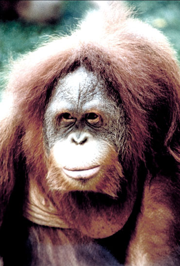 Orang-outan