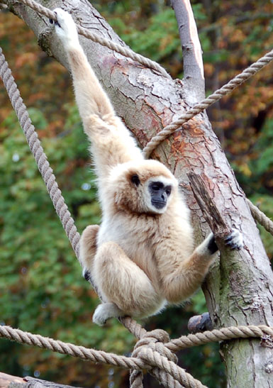 Gibbon lar (gibbon &agrave; mains blanches)