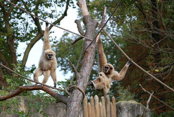Gibbon lar (gibbon &agrave; mains blanches)