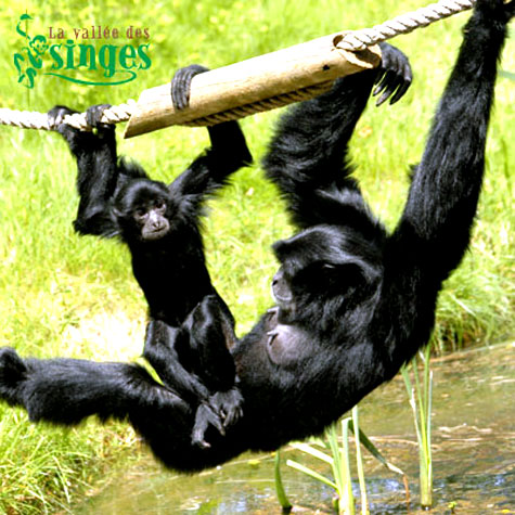 Siamang