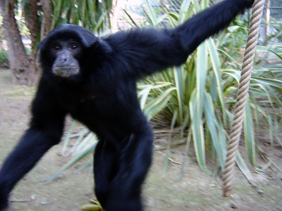 Siamang