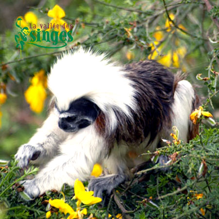 Tamarin pinch&eacute;