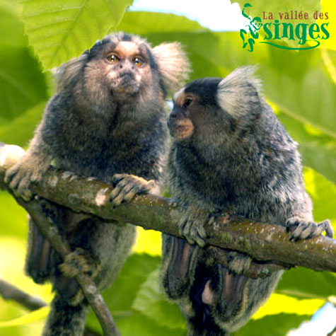 Oustiti &agrave; pinceau