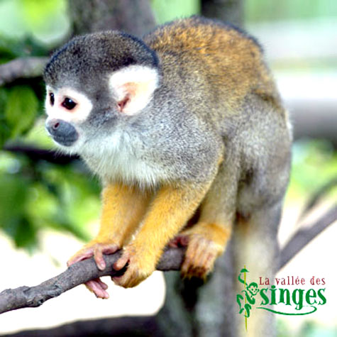 Saimiri (sapajou jaune de Bolivie)