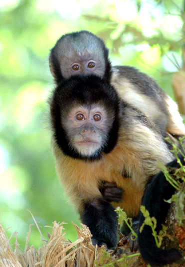 SINGES DU NOUVEAU MONDE