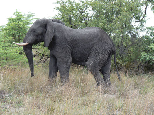 Ifsa as elephant01
