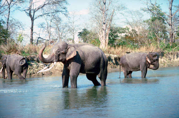 El&eacute;phant indien