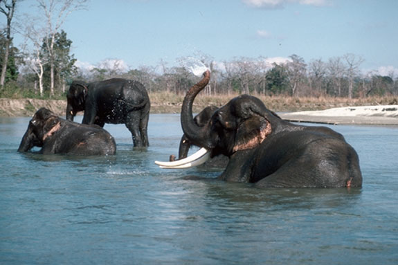 El&eacute;phant indien