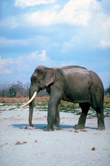 El&eacute;phant indien