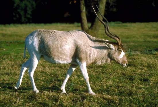 Addax