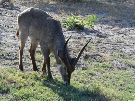 Cobe &agrave; croissant