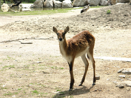 Cobe Lechwe (femelle)