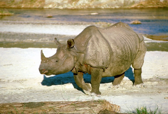 Rhinoc&eacute;ros indien