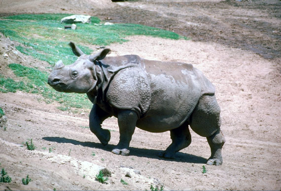 Rhinoc&eacute;ros indien