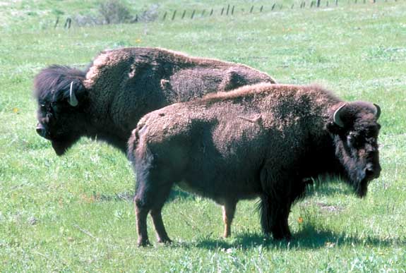 Bison am&eacute;ricain
