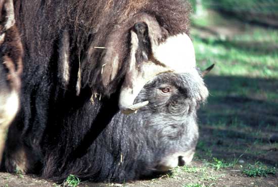 Boeufs, Buffles Et Bisons