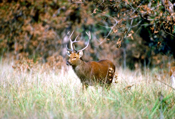 Barasingha (cerf De Duvaucel)
