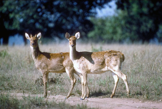 Barasingha (femelles)