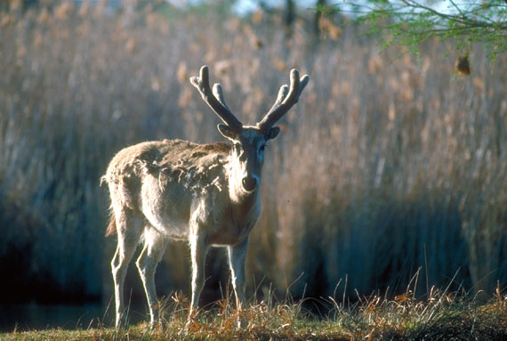 Cerf du P&egrave;re David