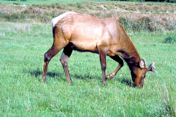 Wapiti (jeune m&acirc;le)