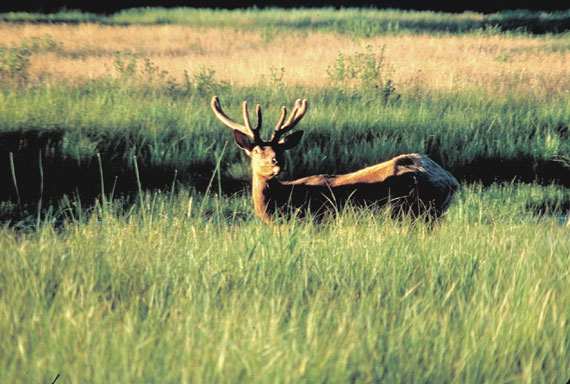 Wapiti (jeune m&acirc;le)