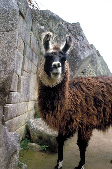Lama