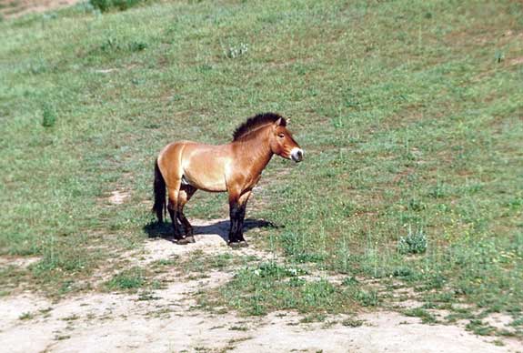 Cheval de Przewalski