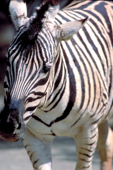 Zebre