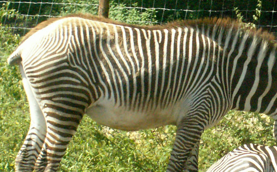 Z&egrave;bre (d&eacute;tail des rayures)