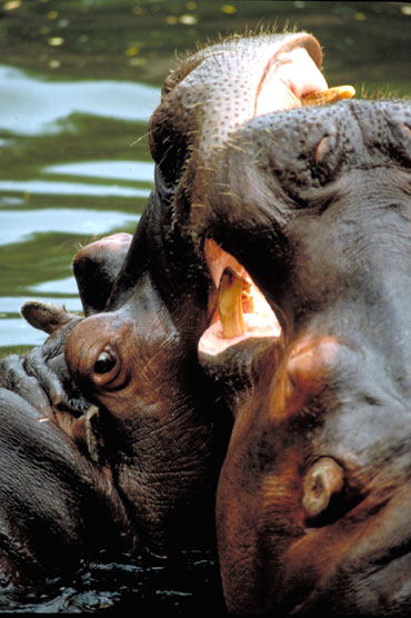 Hippopotames