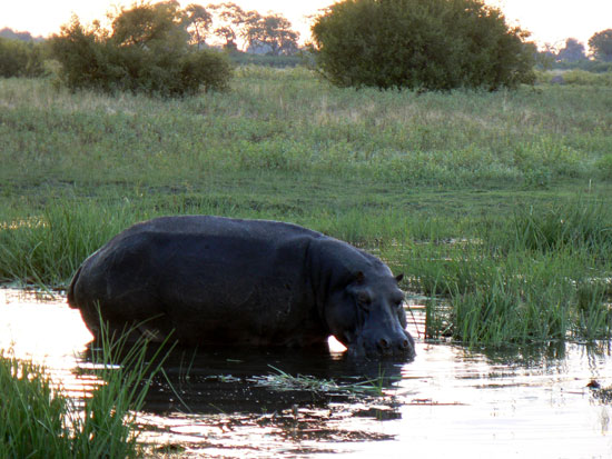 Hippopotame amphibie