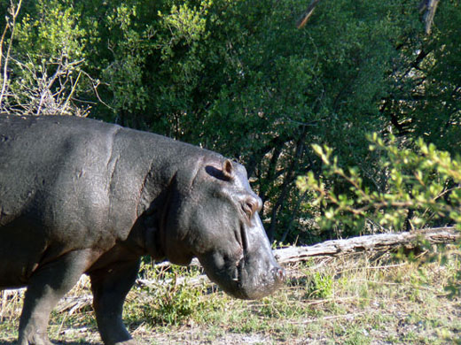 Hippopotame amphibie