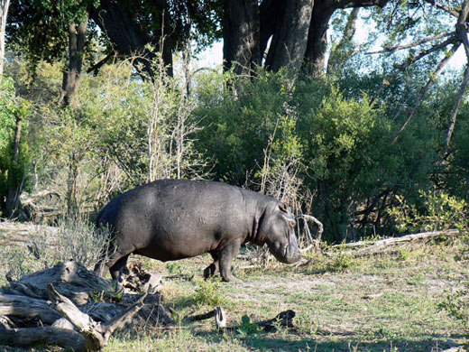 Hippopotame amphibie