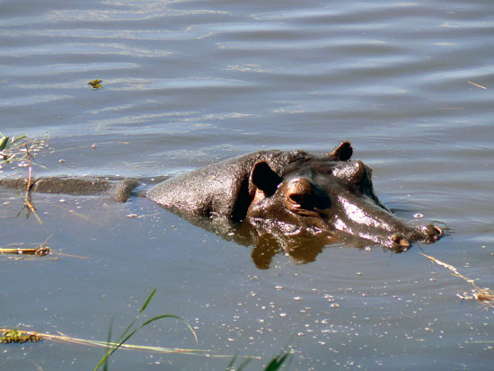 Hippopotame amphibie