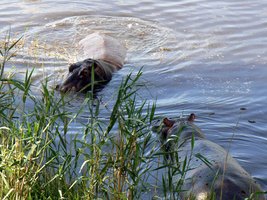 Hippopotame amphibie