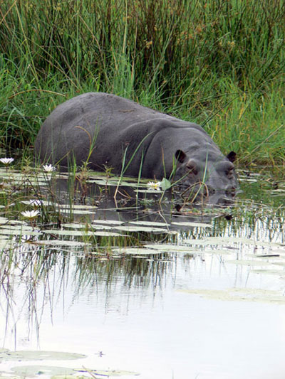 Hippopotame amphibie