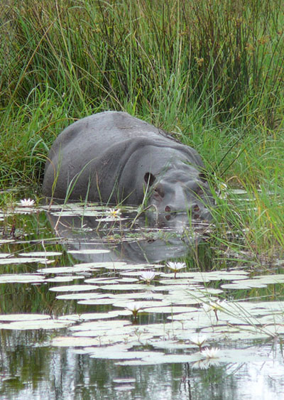 Hippopotame amphibie