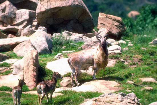 Markhor