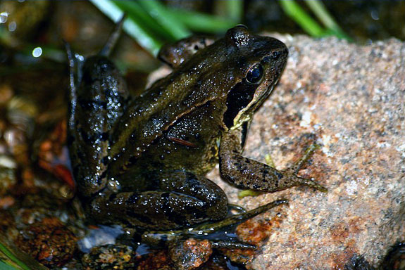 Grenouille rousse
