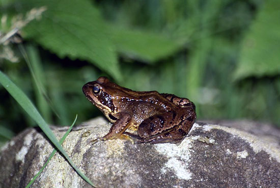 Grenouille rousse