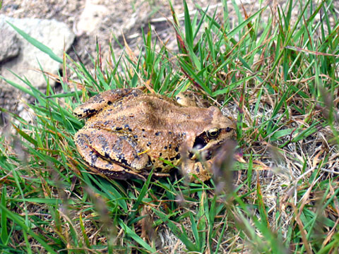 Grenouille rousse