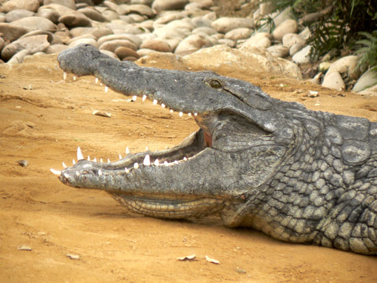 Origine et morphologie