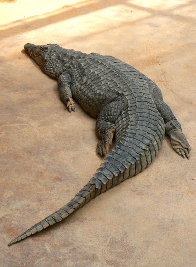 Alligator du Mississippi