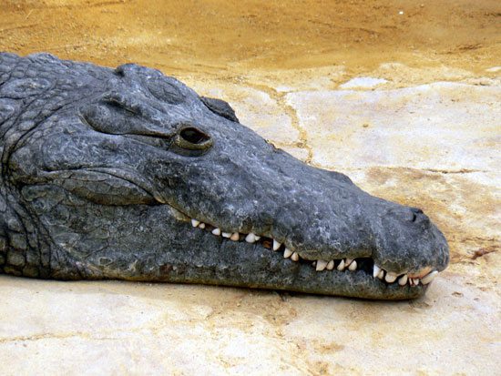 Alligator du Mississippi