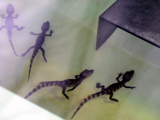 Ca&iuml;man &agrave; lunettes (b&eacute;b&eacute;s)